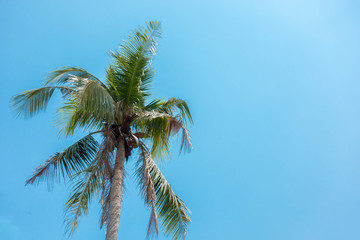 Fototapeta na wymiar Coconut tree with blue sky background Coconut palm trees, beautiful tropical background,Coconut trees on a bright sky. selective focus.