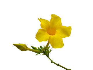 Yellow flower for flower frame or other decoration. Allamanda cathartica flower isolated on white background.