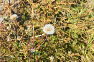 Dry yellow flower bushes with fluffy white flowers, plant seeds located along the road and lit by the bright autumn sun.