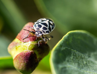 Black and white insect