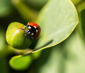 Macro photo of Ladybug in the green grass