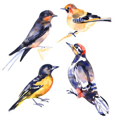 Set of birds. Watercolor illustration in white background.