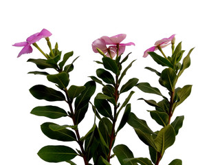 Rose old maid or Cayenne jasmine flower for flower frame or other decoration. Vinca or Madagascar periwinkle flower isolated on white background.