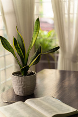 personal prayer time showing a house plant with an open bible next to a window
