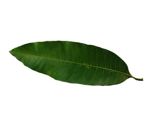 Obraz premium Plant with green leaves. The name of the plant is Mangifera indica or mango. Green leaf on white background.
