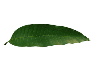 Plant with green leaves. The name of the plant is Mangifera indica or mango. Green leaf on white background.