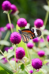 cute butterfly on beautiful flower