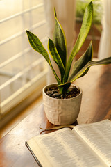 Christian devotion time showing a house plant with an open bible next to a window