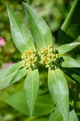 Euphorbia heterophylla grass flower in nature garden