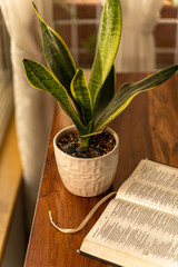 An open bible next to a window with a house plant on a wooden table next to a window