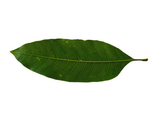 Naklejka na ściany i meble Plant with green leaves. The name of the plant is Mangifera indica or mango. Green leaf on white background.
