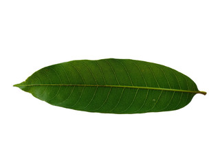 Fototapeta na wymiar Plant with green leaves. The name of the plant is Mangifera indica or mango. Green leaf on white background.