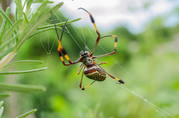 Facing Nephila Clavipes Spider