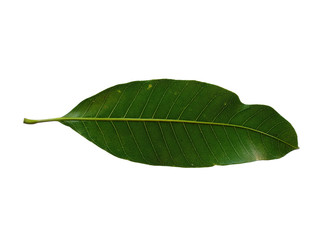 Plant with green leaves. The name of the plant is Mangifera indica or mango. Green leaf on white background.