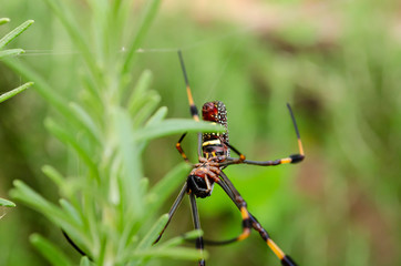 Spider Head