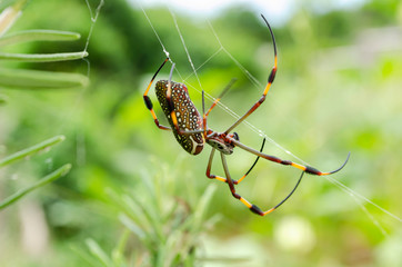 Side Of nephila Clavipes Spider