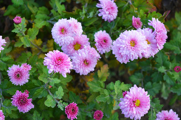Bright, fluffy purple, pink autumn chrysanthemums fluffing on the street Ukrainian street. Perennial flowers blooming with a yellow core and dark green leaves.