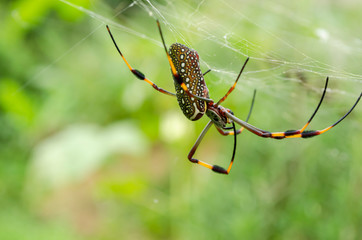 Nephila Clavipes On Web