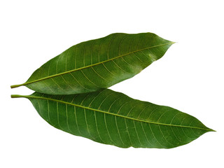 Plant with green leaves. The name of the plant is Mangifera indica or mango. Green leaf on white background.