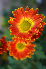 Charming, bright and colorful perennial bouquets of street flowers. Yellow red autumn chrysanthemum growing on the street of Ukrainian house.