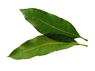 Obraz premium Plant with green leaves. The name of the plant is Mangifera indica or mango. Green leaf on white background.