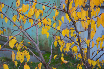 Autumn yellow leaves weigh on the branches of a young apricot tree.