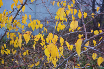 Autumn yellow leaves weigh on the branches of a young apricot tree.