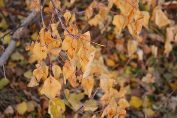 Golden, yellow and dry poplar leaves on tree branches.