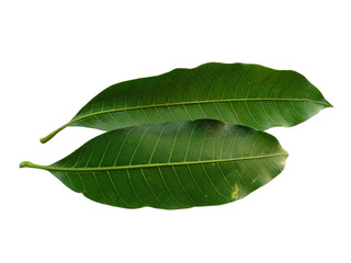 Plant with green leaves. The name of the plant is Mangifera indica or mango. Green leaf on white background.