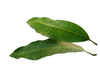 Obraz premium Plant with green leaves. The name of the plant is Mangifera indica or mango. Green leaf on white background.