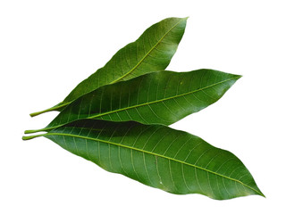Obraz premium Plant with green leaves. The name of the plant is Mangifera indica or mango. Green leaf on white background.
