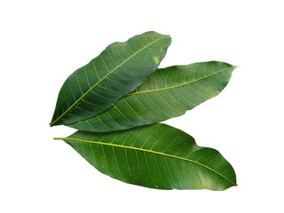 Plant with green leaves. The name of the plant is Mangifera indica or mango. Green leaf on white background.