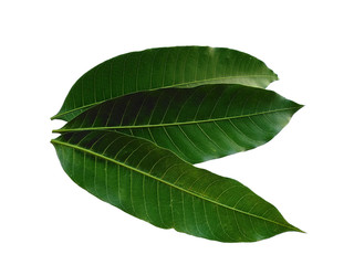 Plant with green leaves. The name of the plant is Mangifera indica or mango. Green leaf on white background.