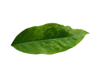 Fototapeta na wymiar Tree with green leaves. The name of the plant is Magnolia champaca. Green leaf on white background.