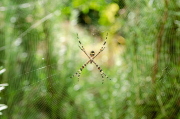 Spider At Center Of Web