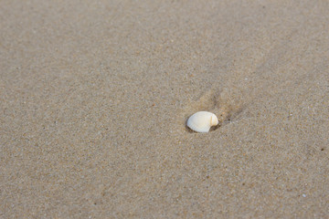 sea shell on the beach