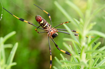 Belly Of The Nephila Clavipes Spider