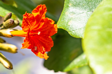 Red hummingbird vine with a little spider, bee pollen and sunlight in a close up