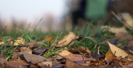 On the green grass are fallen leaves from a tree, autumn has come.