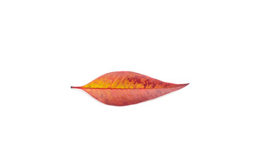 Closeup of single red autumn orange leaf isolated white background useing for nature texture...