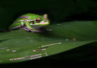 A green bell frog sitting on the edge of a long leaf  with its long toes visible. 