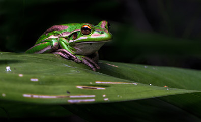 A little male green bell frog sitting on the edge of a leaf. 