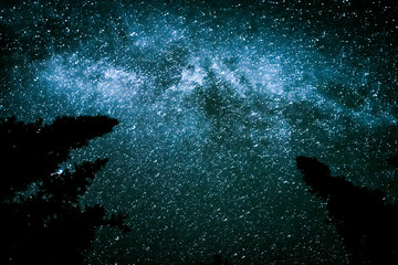 MIlky way in the woods