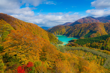 Obraz premium View from Naeba-Tashiro Dragondola, Japans longest ropeway. Autumnal fall leaves with a turquoise blue lake formed by the Futai Dam, Kiyotsu & Asagai Rivers in Naeba, Yuzawa, Niigata Prefecture, Japan