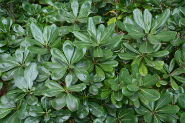 Japanese cheesewood leaves / Japanese cheesewood (Pittosporum tobira) is a seashore plant that blooms white flowers in early summer and is used in street trees because of its strong nature.
