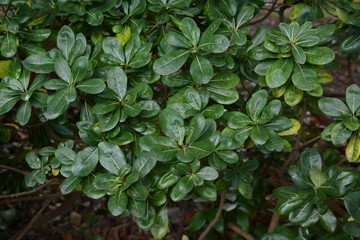 Fototapeta na wymiar Japanese cheesewood leaves / Japanese cheesewood (Pittosporum tobira) is a seashore plant that blooms white flowers in early summer and is used in street trees because of its strong nature.