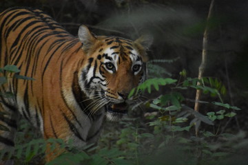 Fototapeta na wymiar tiger in jungle