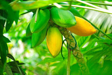 Papaya hanging in a tree
