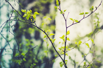 Birch branches with new leaves in the garden. Selective focus.