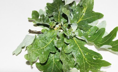 White leaves located on a white background